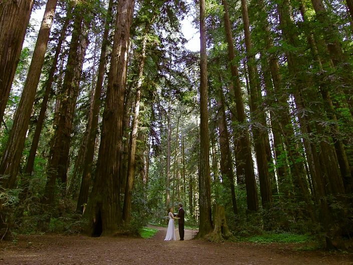 Love in the Redwoods